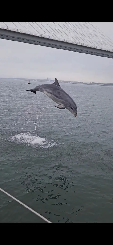 Jelena Dusevka A dolphin leaps clear of the water beneath a large suspension bridge. Water splashes below the animal as it arches through the air, with a grey sky and distant shoreline visible across the estuary.