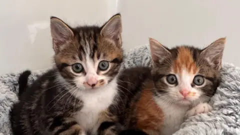 Two kittens, a Tabby and white kitten and a tortoiseshell kitten, sat together in a grey fluffy cat bed. 