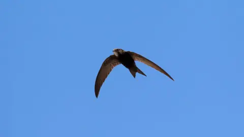 A bird flies gracefully against a pale blue sky. 