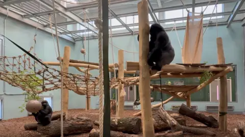 Two gorillas in the new enclosure. One gorilla is sitting on a wooden log and is playing with a big ball. The second gorilla is about to slide down a large wooden log. The enclosure has wooden climbing frames and netting.