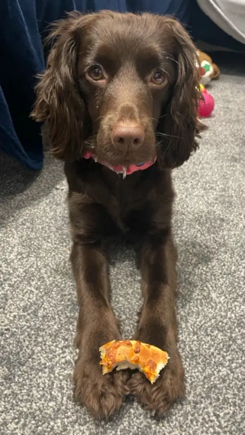 Daisy is a brown cockapoo dog. She poses with a half-eaten slice of pizza on her paws.