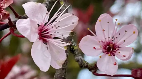 Two pink flowers on tree branch