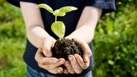 Getty Images Boy's hands holding seedling 