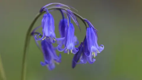 A close up shot of the flower of a bluebell taken from the side. 