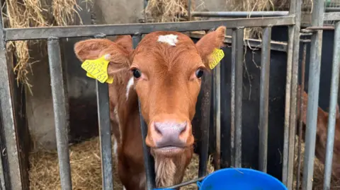 A brown calf that is a few days old looking into the camera 