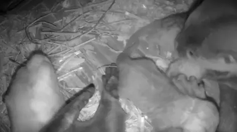 London Zoo Asian short-clawed otter Midge (left) sleeps in a nesting box while her partner Siyam (right) manoeuvres their pups into a comfortable sleeping position next to her