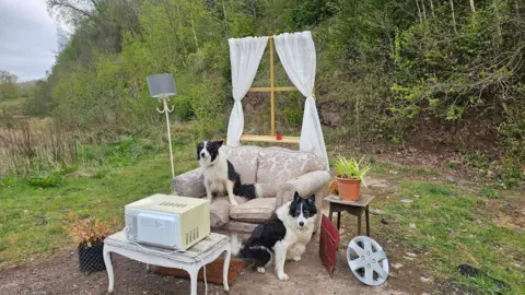 Forest wanderer Two Collie-typed dogs photographed at the fly-tipping site. One of them is sat on the sofa and another is sitting in front of it. The sofa now has a microwave on the coffee table in front of it as well as a window, alloy, lamp and two plant pots around it.
