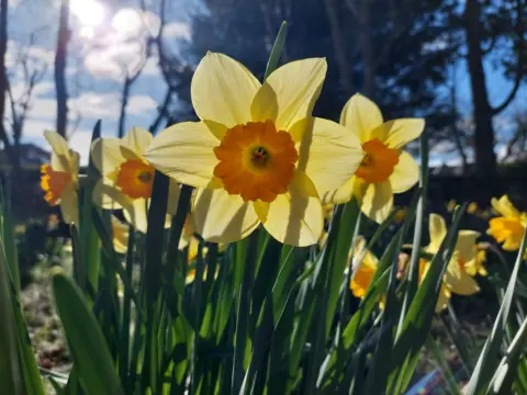 Julie Kornhammer A close‑up view of yellow daffodils with orange centres, brightly lit by the sun. Blurred trees and blue sky fill the background.