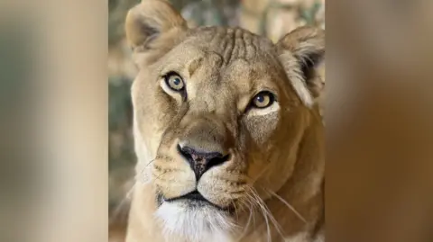 A close-up of a lioness. She is looking directly into the camera.