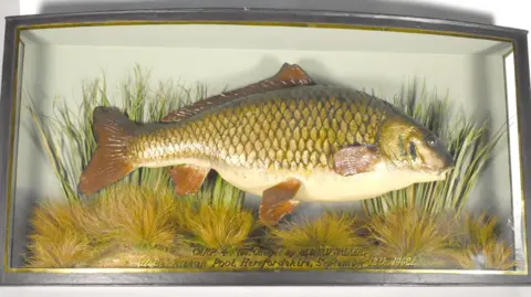A preserved carp in a frame, in front of fake pond weeds