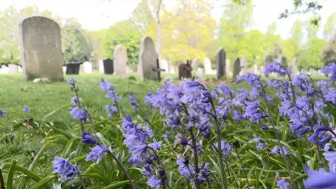 Photo of a graveyard with bluebells in focus in the foreground against green grass and grave stones disappearing into the distance against a backdrop of trees.