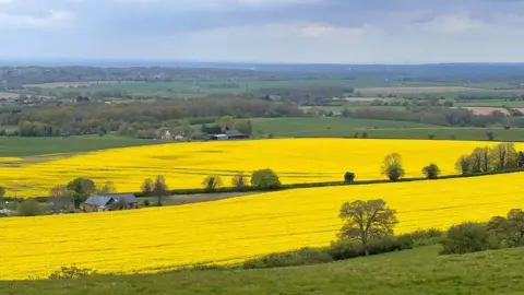 Ralph Lombart Yellow and green fields in Lyminge