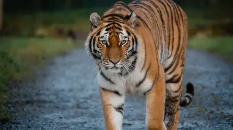 Tom Anders/Longleat A close-up of a tiger looking straight into camera, prowling on a track in the safari park