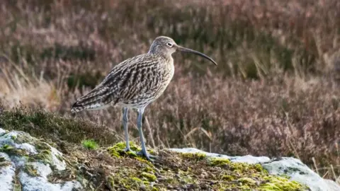 A snipe bird with mottled brown feathers, thin grey legs and a long thin beak.  The bird is standing on top of a moss covered rock and a field can be seen in the background.