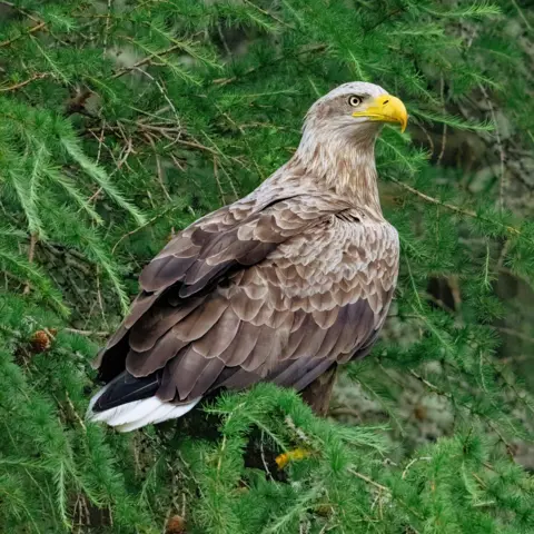 Iain Donnachie White-tailed eagle - brown feathers and yellow beak - perched in a pine tree.