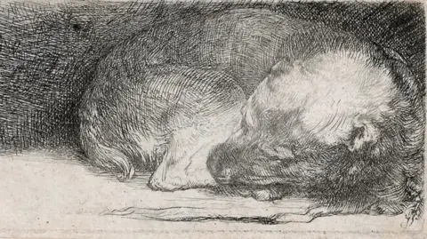 Rembrandt House Museum, Amsterdam A sleeping puppy, curled up, is represented in this etching. Their head is on the right hand side of the image.