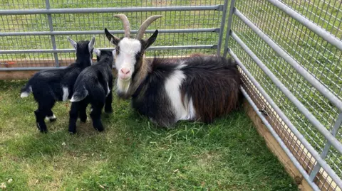 An adult goat is sitting on a grassed area in a pen with two baby goats standing close to the left of her head. 
