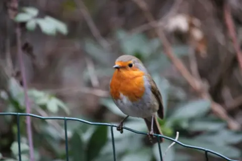 BBC Weather Watchers/Worcester Walker A robin, a bird with an orange/red breast and white/brown feathers elsewhere, perches with its claws on a wire fence of green-coated wire with blurred branches behind.