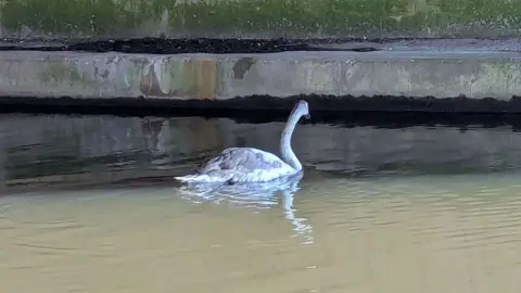 RSPCA The cygnet, with white and grey feathers swimming in the canal water after being freed