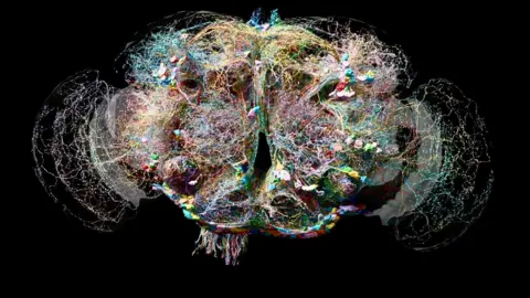 MRC/Nature diagram of fly brain wiring showing a complex network of different colored connections and small strings on a black background.