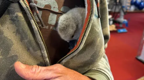 Rob Adamson Cygnet in a man's jacket