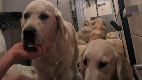 A number of golden retriever dogs standing, sitting and lying on the floor next to each other.