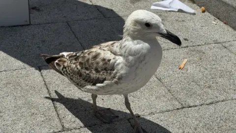 BBC/Jo Burn A herring gull chick, still with its brown and white juvenile plumage, stands on a pavement in Deal.
