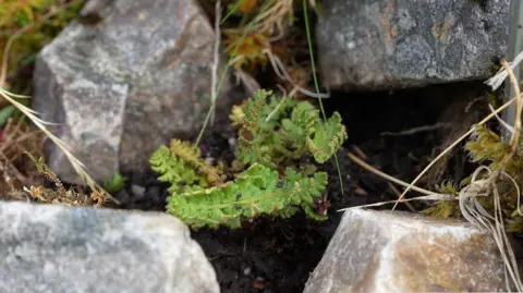 Forestry and Land Scotland A green fern in the foreground surrounded by four grey rocks. Yellow and green tinged grass is present around the rocks, above brown soil. 