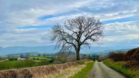 Weather Watchers / Janey Liz A landscape photograph showing a narrow country lane and a single tree . The rolling hills and green fields of Denbighshire can be seen in the background.