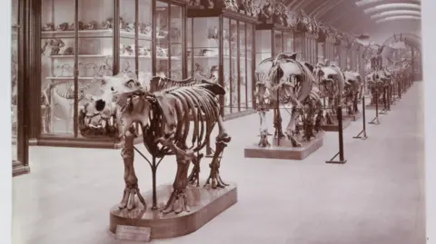 Historic museum gallery displaying animal skeletons, with a hippopotamus skeleton in the foreground. Glass cases filled with specimens and skulls line the hall beneath an arched ceiling.