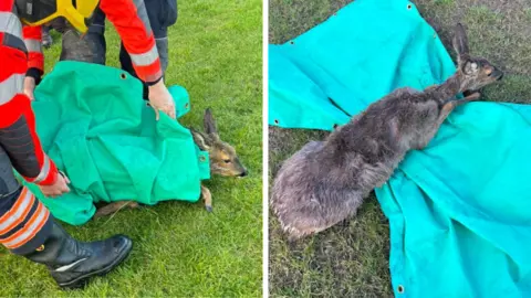 Cambridgeshire Fire and Rescue Service A deer being recued by firefighters