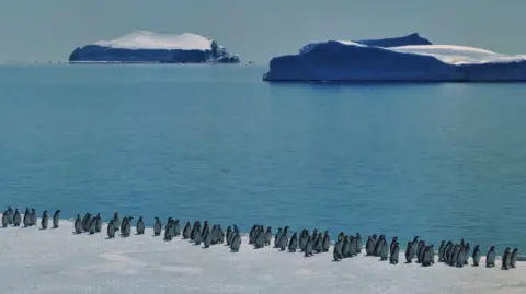 Getty Images A line of Emperor penguins along a cliff of ice with ocean and two icebergs in the background