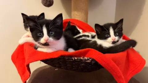 Four black and white kittens sitting in a basket. They have black heads, but white cheeks and noses.
