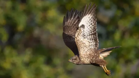 Getty Images Buzzard enjoying the sun flying by a green area.