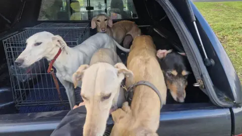 Five dogs are in the back of a black vehicle. They are standing in the right side of the boot next to a silver cage.