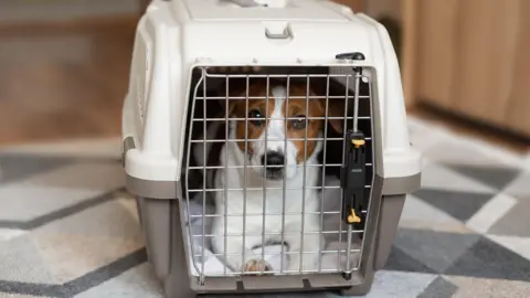 A dog - a Jack Russell - in a travel box which is white on top and grey on the bottom