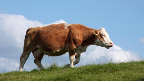 A brown and white cow grazing in a field.