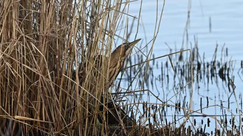 Dave Ruscombe A bittern peeps out from a bed of yellow reeds with a lake in front of it. 