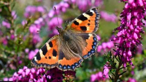 Getty images An admiral butterfly on a bright pink flower 
