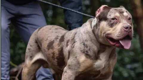 An XL bully on a lead stares forward.