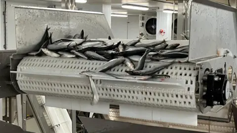 BBC Fresh fish on a conveyor belt