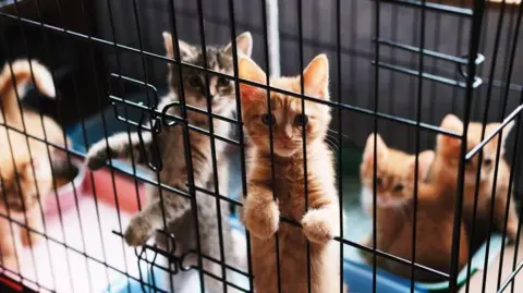 Four kittens look at the camera from inside a cage. Two are leaning against the cage's frame. One has dark fur and the others have ginger fur. 
