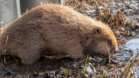 Beaver at Insh Marshes 