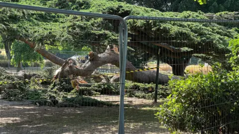 Stuart Woodward/BBC A close up of the tree which fell on children, killing one. It is shown behind a metal fence