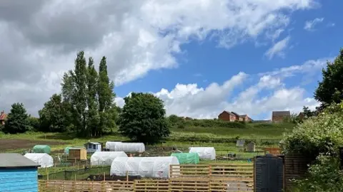 Sandy Lane allotments