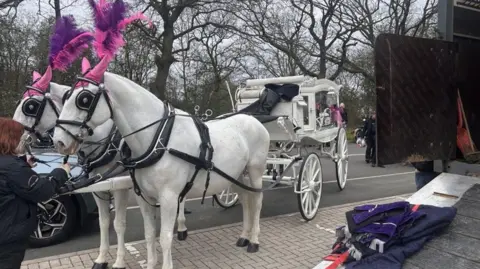 Two white horses, with pink and purple plumes of feathers attached to their ears, are tethered to a white, glass-sided carriage. A woman can be seen standing in front of the horses and an open horsebox can be seen on the right.