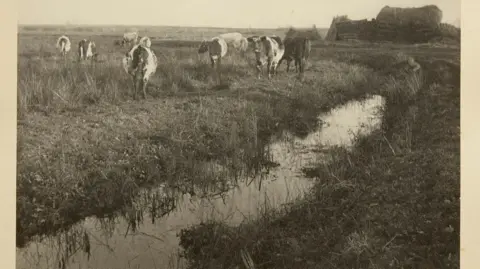 Roseberys View of a small river with grass on each side. In the left of the image are a group of cows some looking down and grazing and one looking up almost directly at the camera.