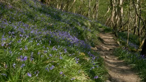 Bluebells in a woodland in Bannau Brycheiniog National Park, also known as the Brecon Beacons.