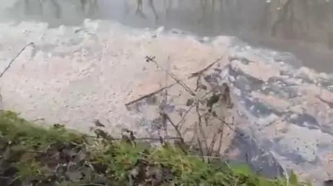 Brown foam in a canal, floating towards the greenery on the side of the canal.