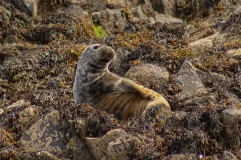 Michelle McKenna Stewart A young seal lounging on seaweed-covered rocks.